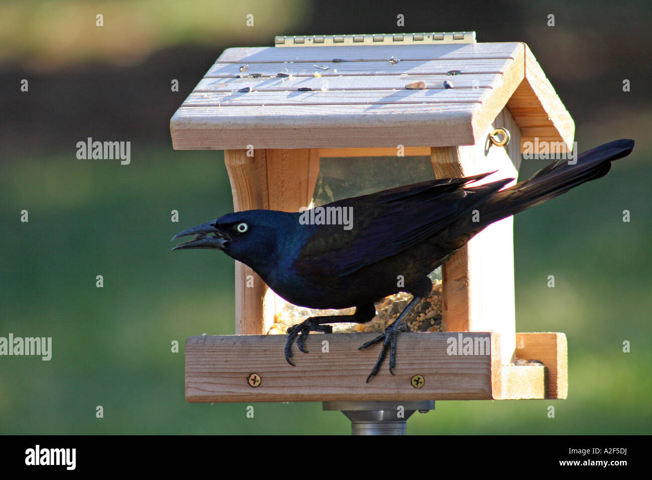 Grackle comune con seme nella sua bocca a bird tramoggia alimentatore in profilo guardando a sinistra Foto Stock