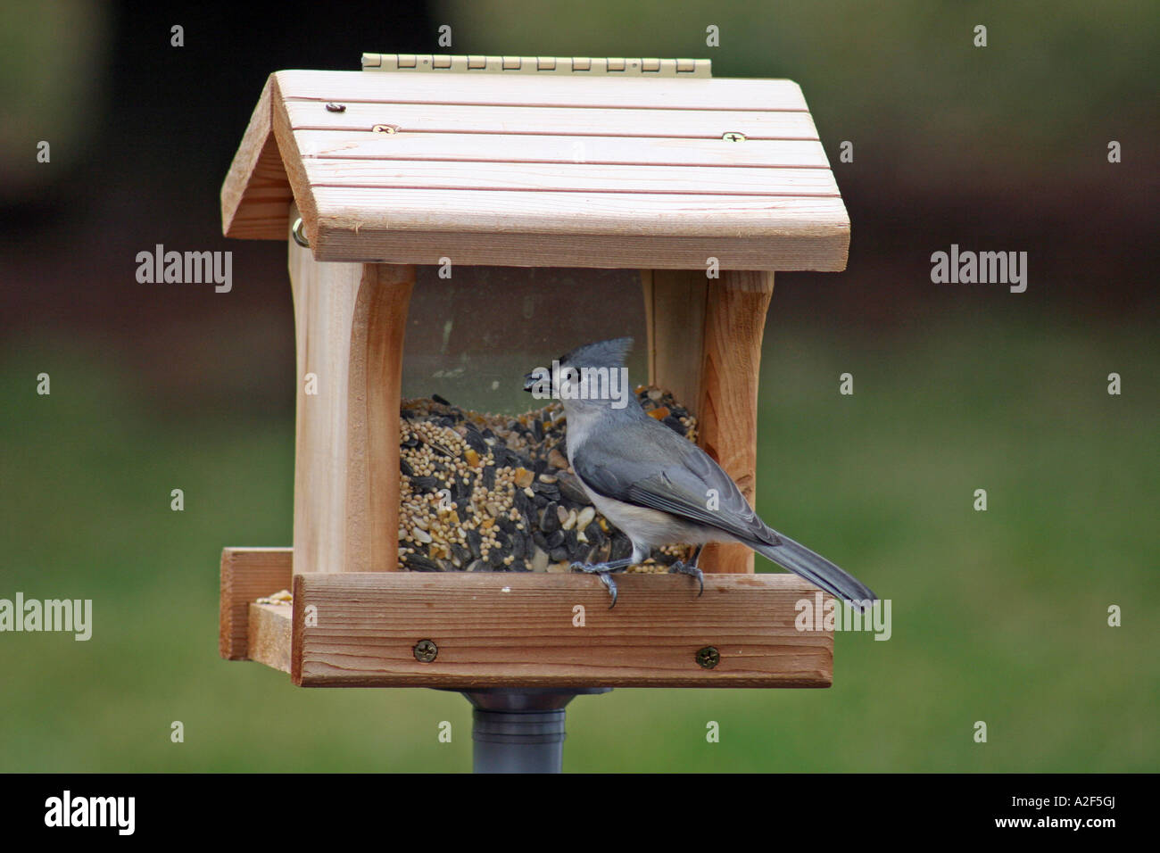 Cincia tufted a bird tramoggia alimentatore con seme in bocca Foto Stock