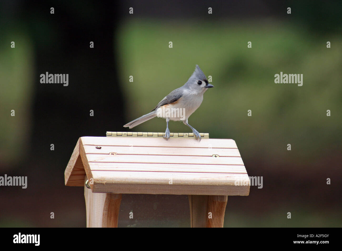 Cincia tufted sulla sommità del bird feeder Foto Stock