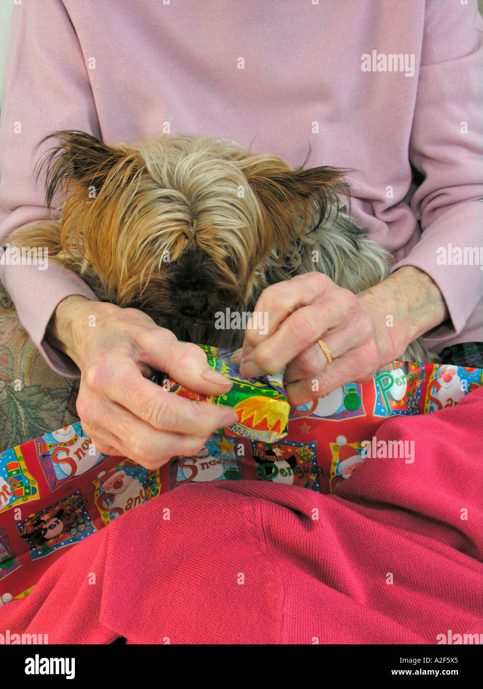 Donna anziana di aprire i regali di Natale con il suo cane cerca su Foto Stock