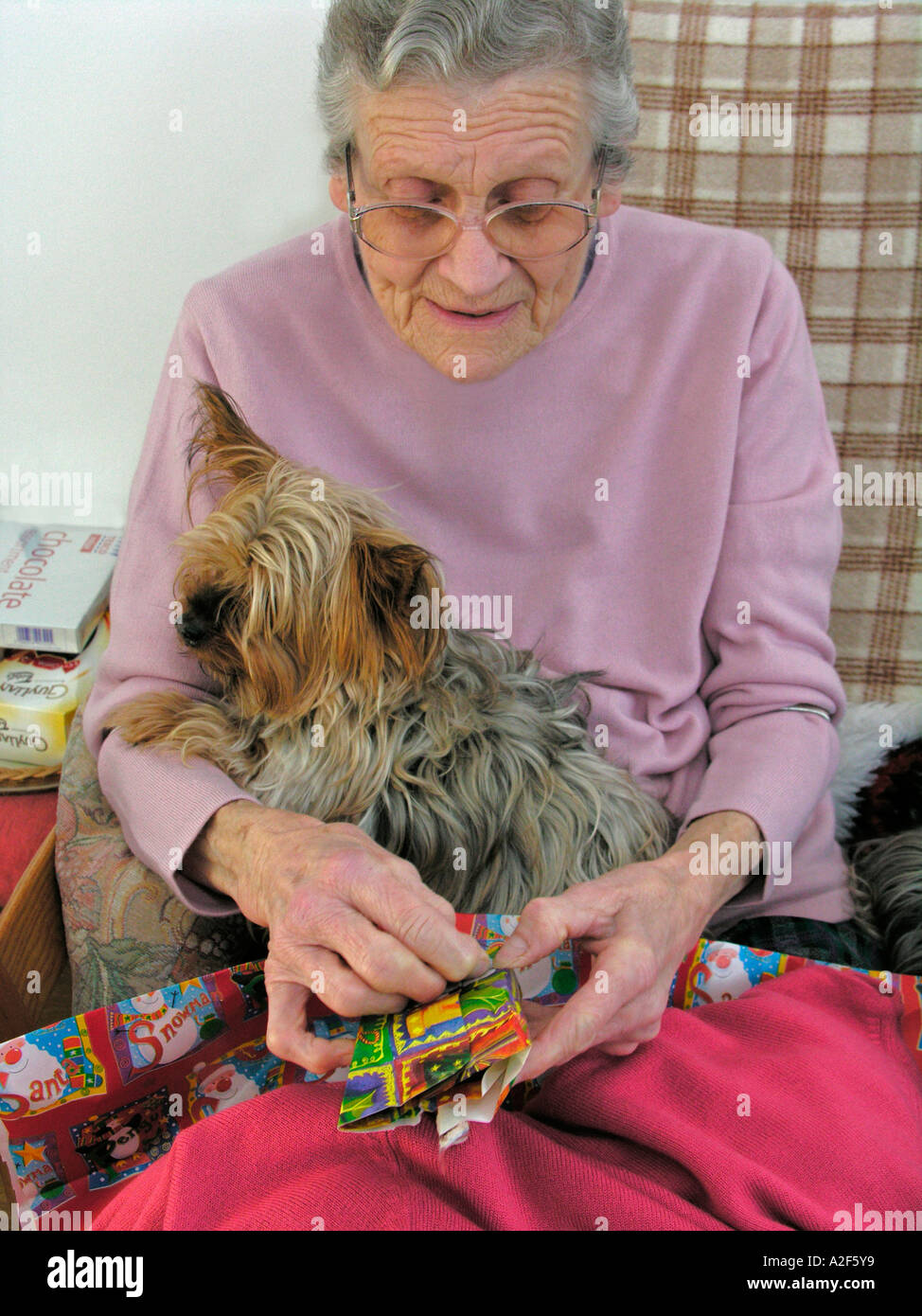 Donna anziana di aprire i regali di Natale con il suo cane guardando annoiato e alimentato fino Foto Stock