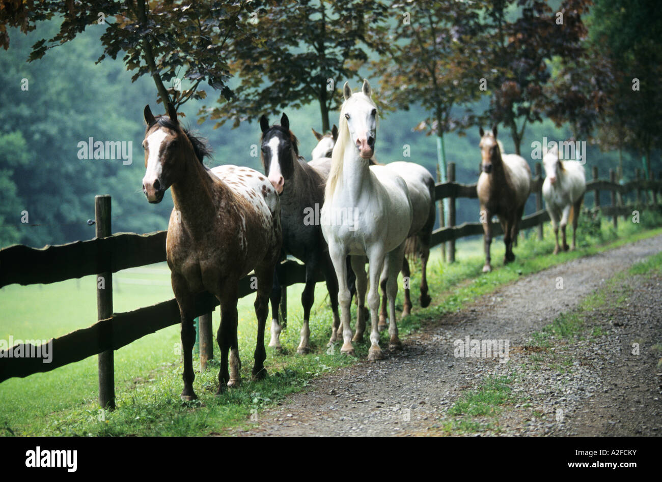 Un gruppo di cavalli su un percorso araba e Appaloosa Foto Stock