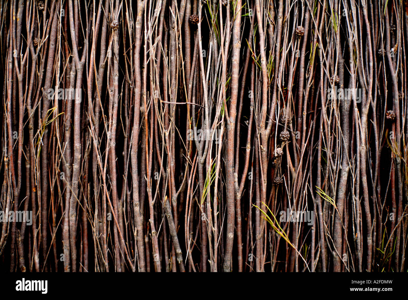 Un australiano sottobosco recinto vicino Foto Stock