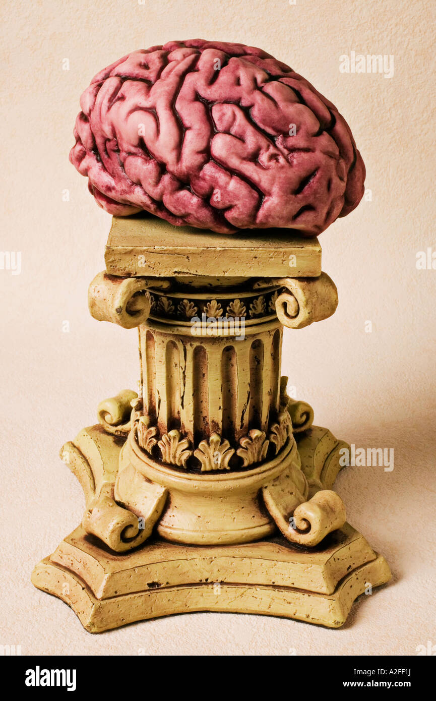 Modello di cervello sul piedistallo Foto Stock