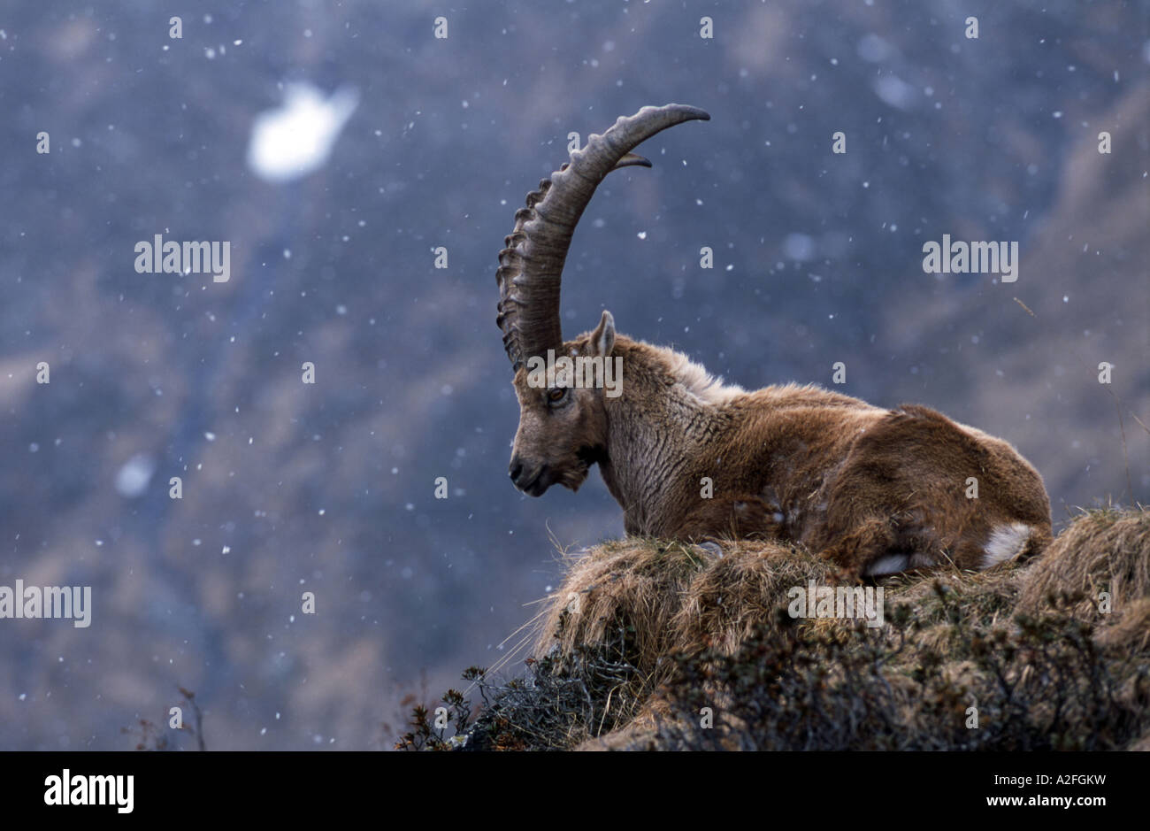 Stambecco delle Alpi (Capra ibex) Tirolo, Austria Foto Stock