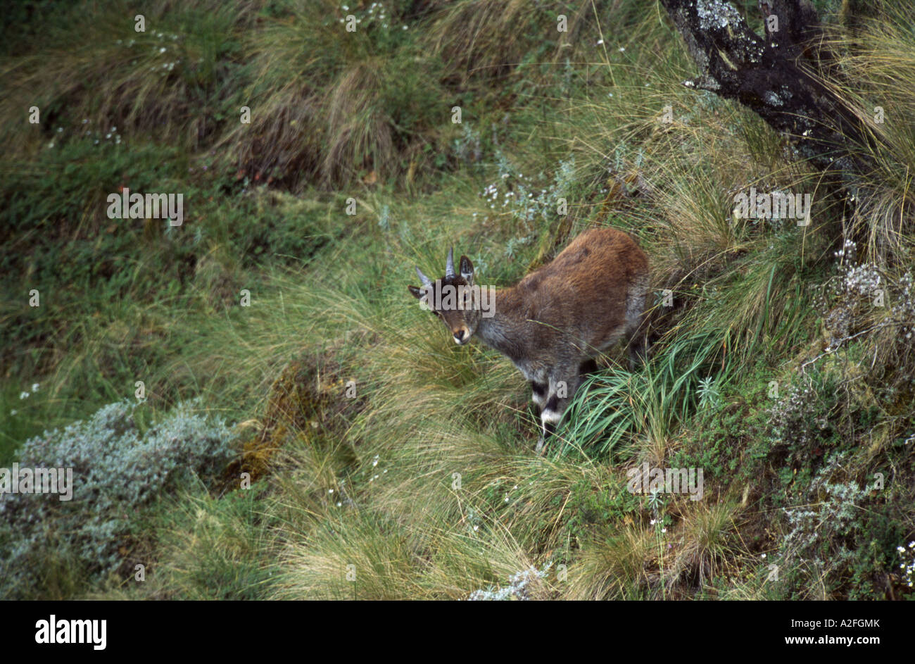 Don Walia Ibex (Capra walie) Semien Mountain National Park, Etiopia Foto Stock