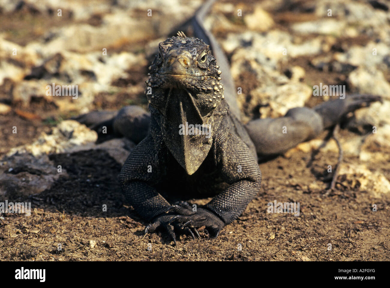 (Iguana Iguana iguana) a Cayo Iguana Island vicino a Cayo Largo, Kuba Foto Stock