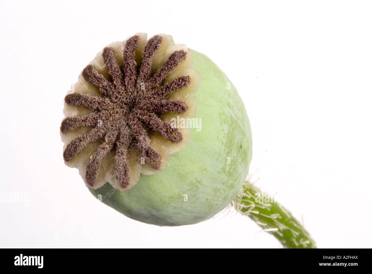 Recipiente di semi di papavero orientale papaver orientale Foto Stock