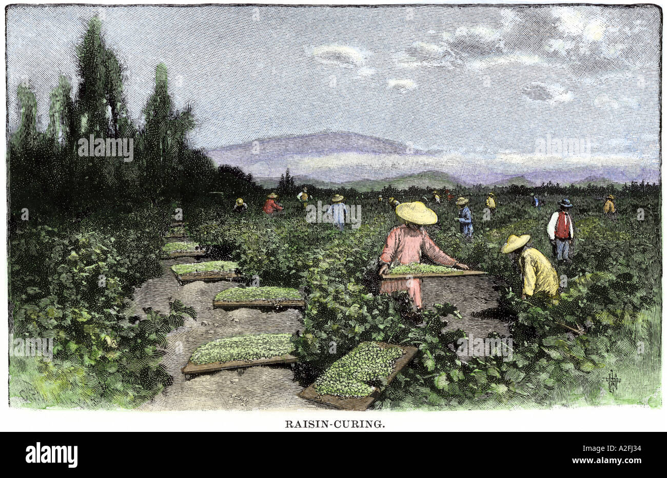 I lavoratori asiatici di uva passa di indurimento nei vigneti della California, 1890s. Colorate a mano la xilografia Foto Stock