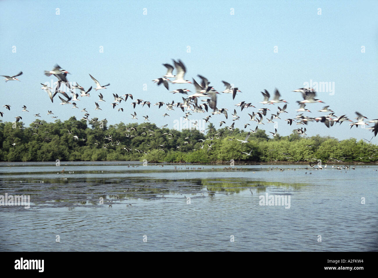 Stormo di uccelli selvatici la mattina presto oltre la laguna a Laguna de Chacahua resort vicino a Puerto Escondido , Messico Foto Stock