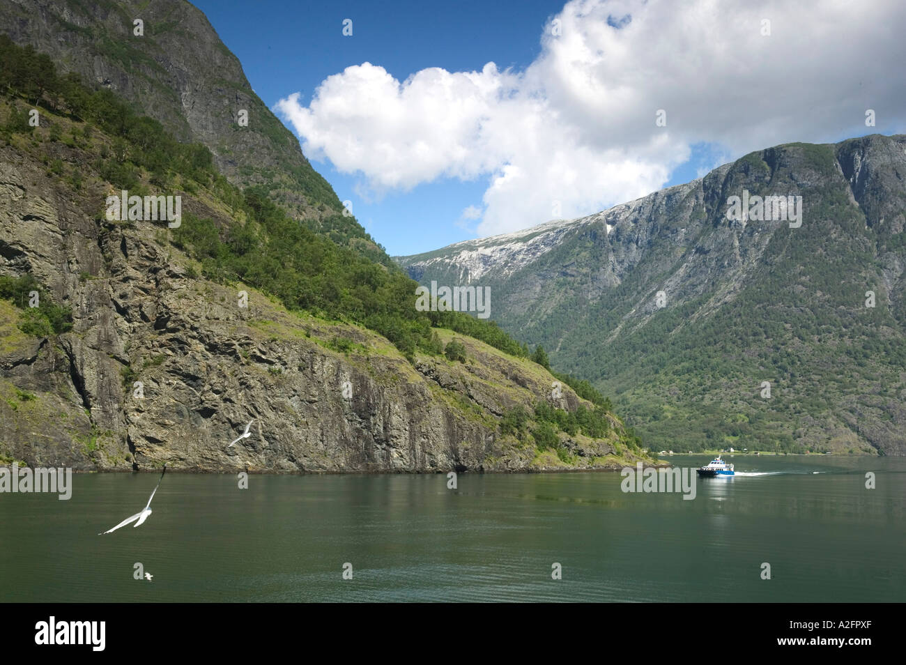 Fiordo di Aurland, Naerøy Fjord tra Flam e Gudvagan nel Sognefjord, Norvegia Foto Stock