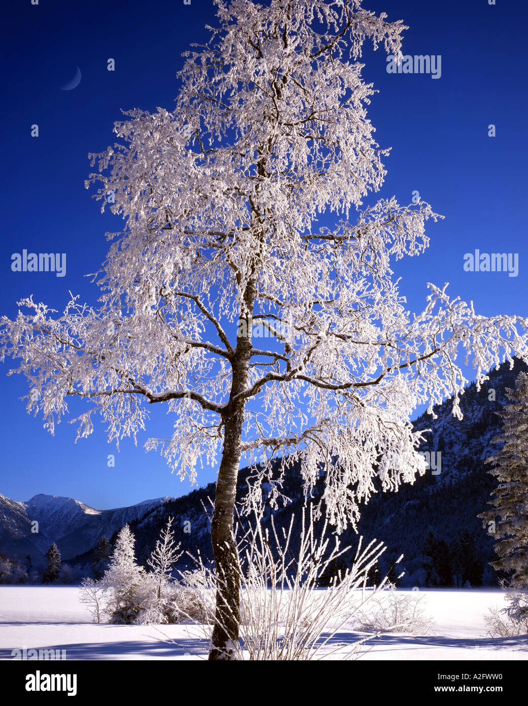 DE - Baviera: scena invernale vicino a Ettal Foto Stock