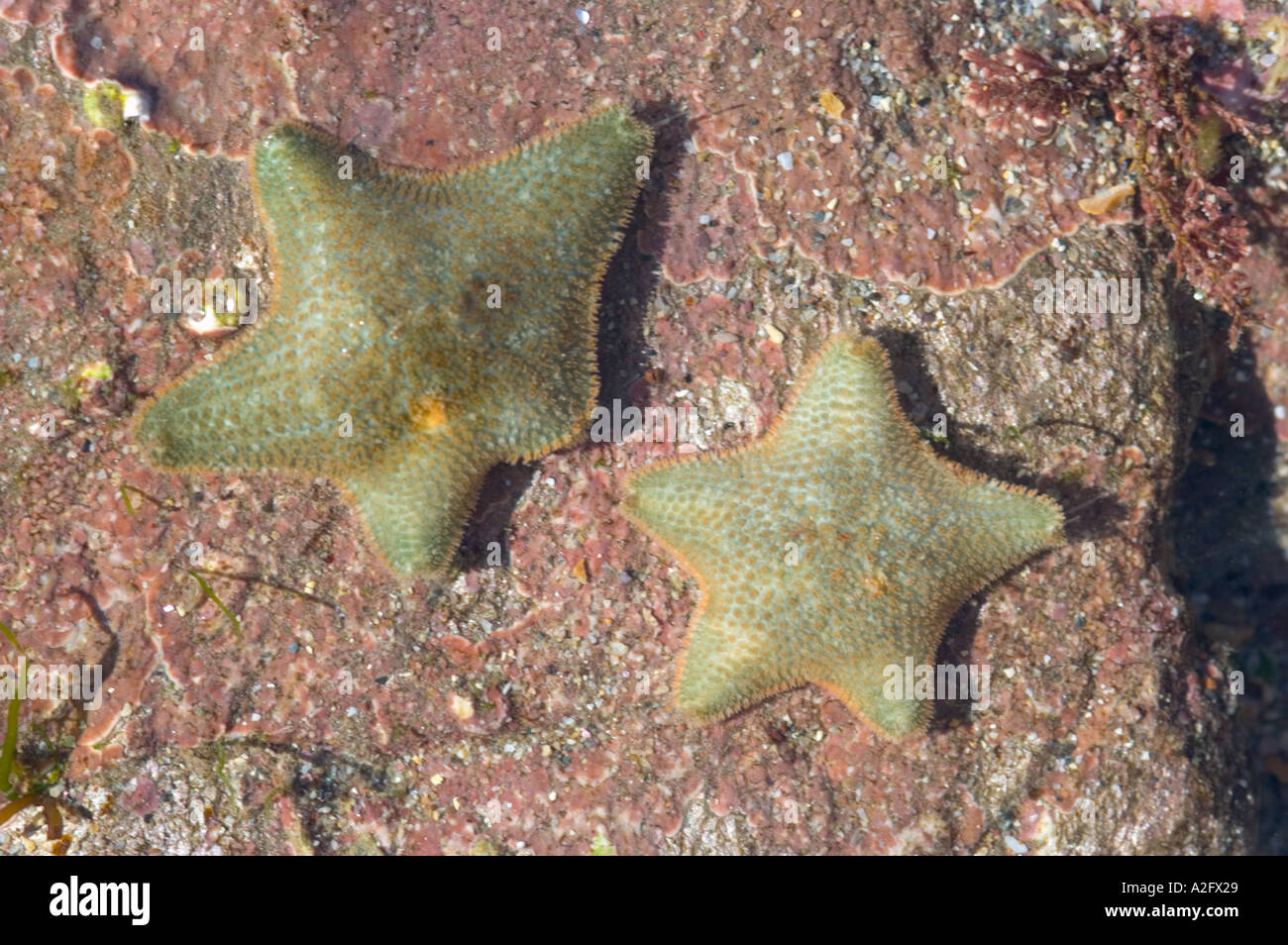 Devon Wildlife Trust volontario Wembury riserva marina stella cuscino Asterina gibbosa Foto Stock