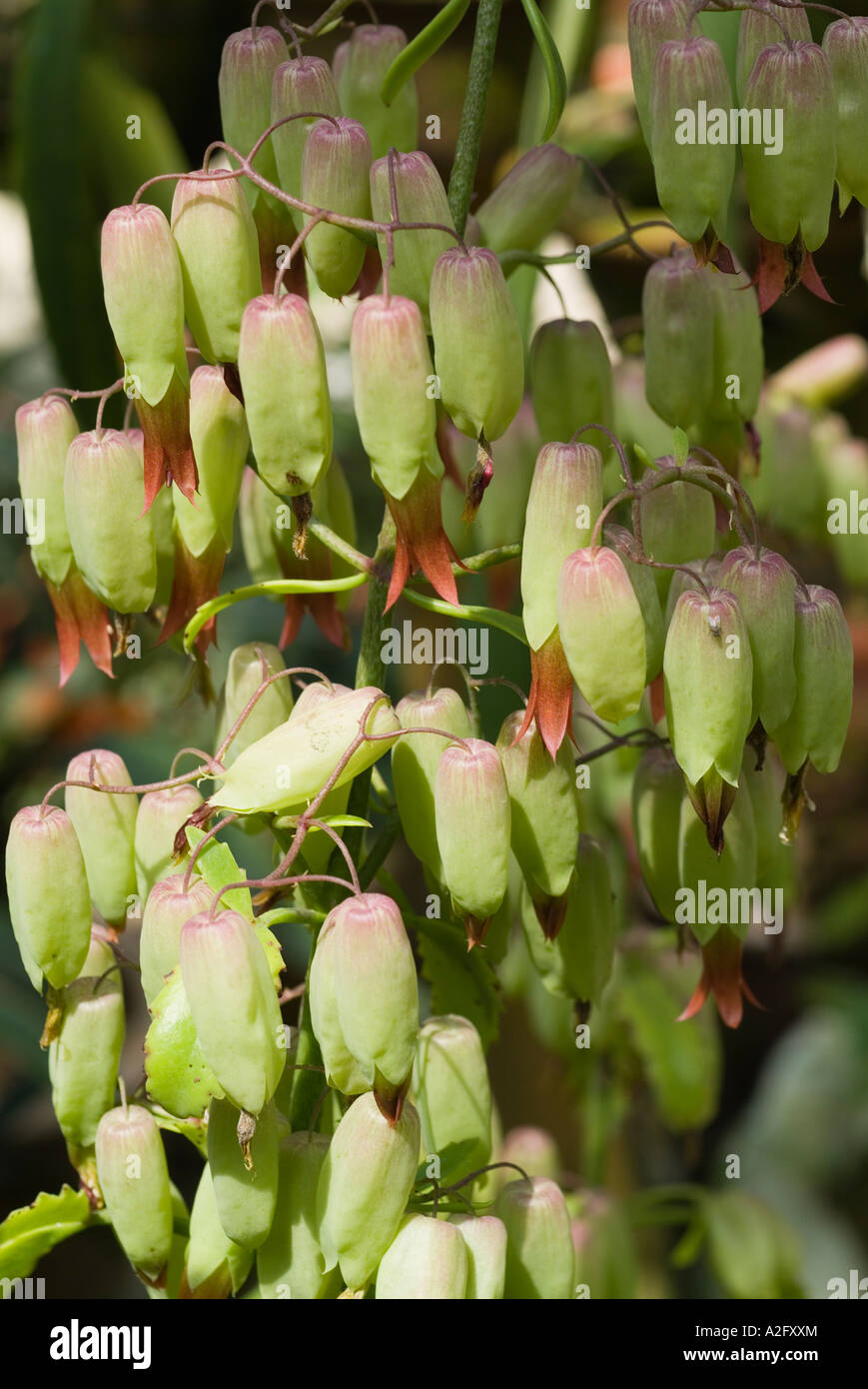 Close up di fiori Foto Stock