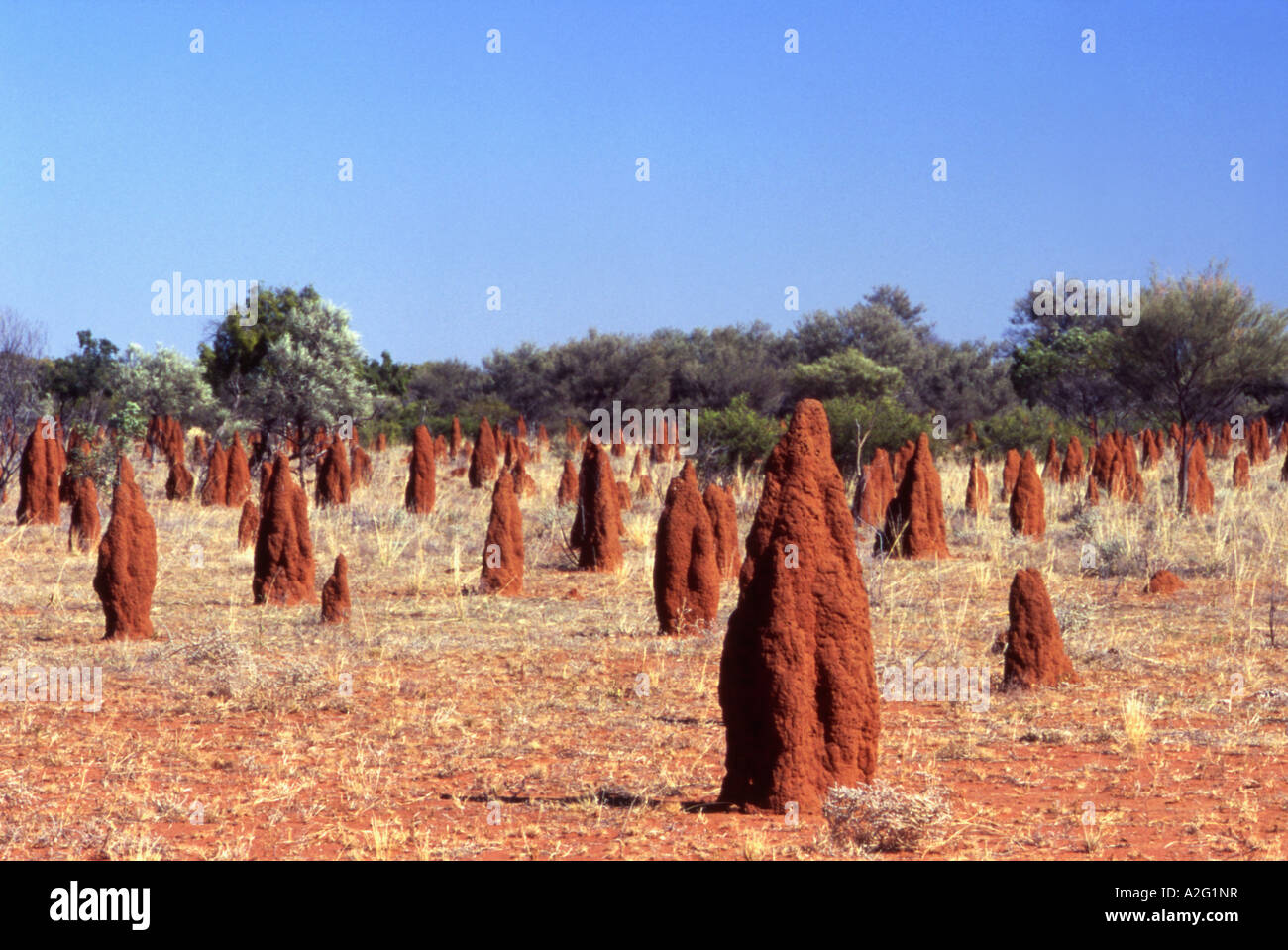 Termite tumuli di Territorio del Nord Australia Foto Stock
