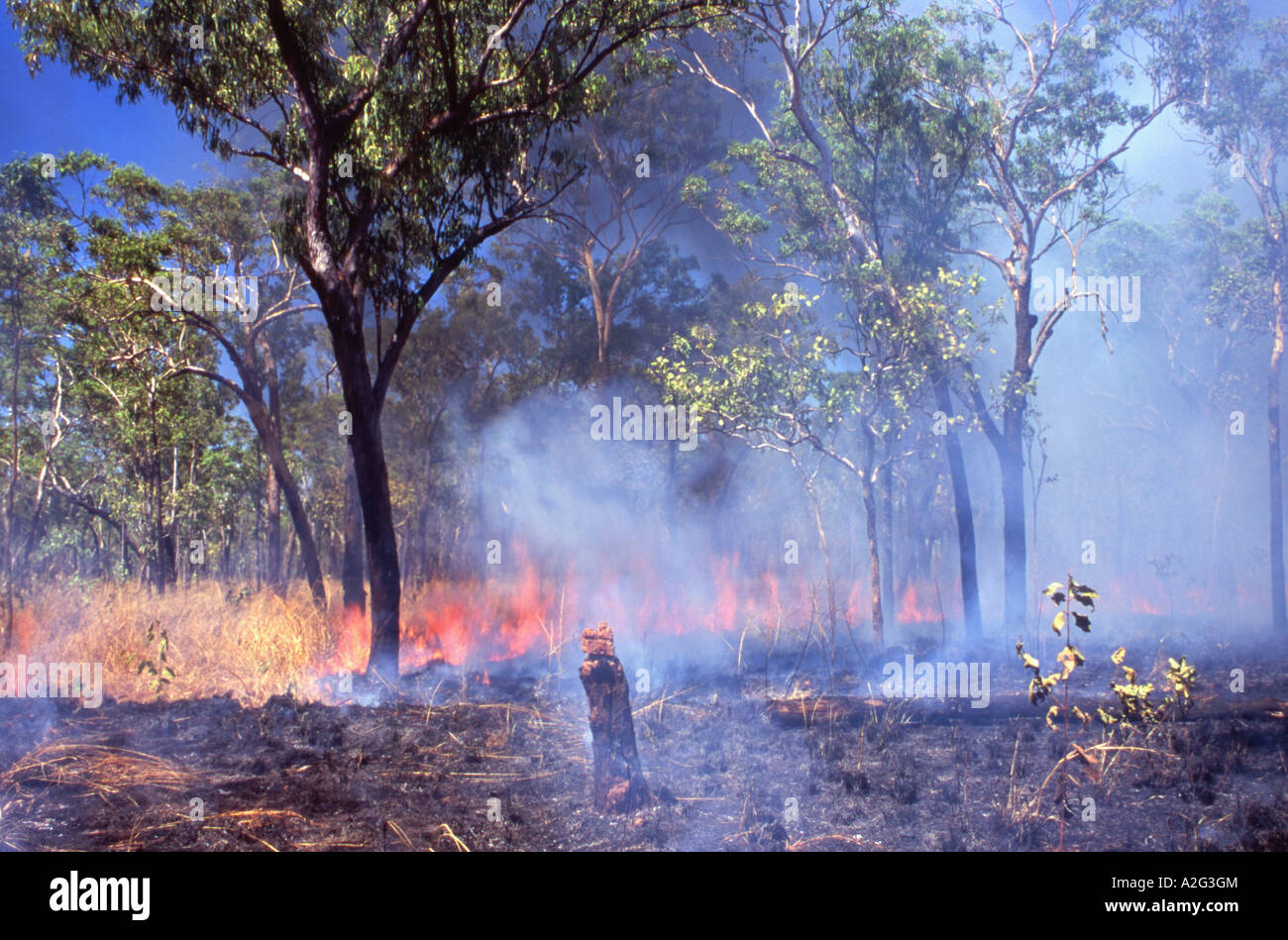 Bushfire nel Parco Nazionale Kakadu e Territorio del Nord Australia Foto Stock