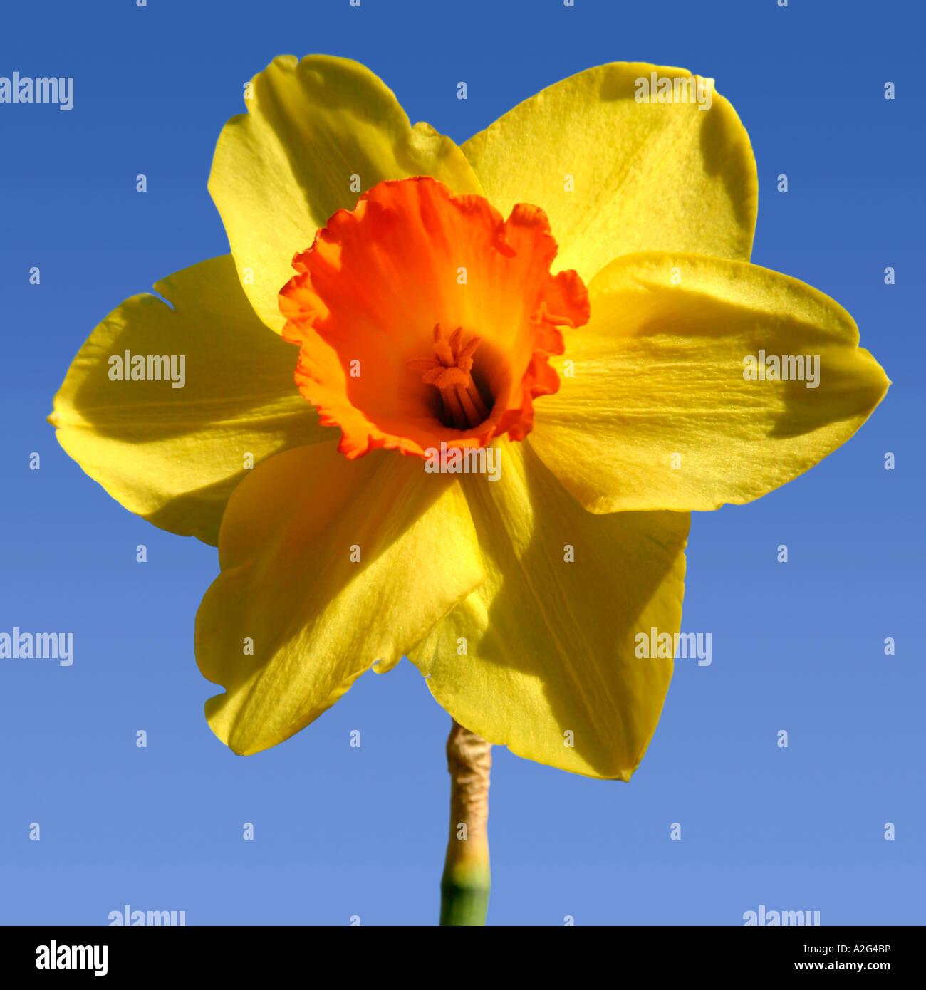 Inglese daffodil Foto Stock