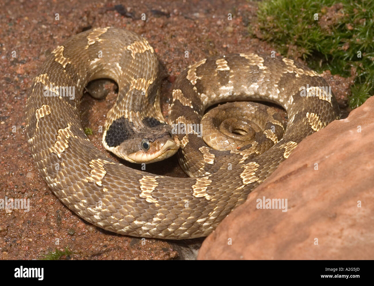 Orientale serpente Hognose mostra il cobra come il flaring del collo attivato quando è eccitato. Heterodon platirhinos, Stati Uniti orientali Foto Stock