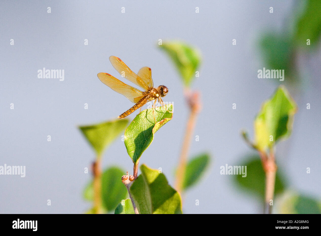 Dragonfly contro il cielo blu Foto Stock