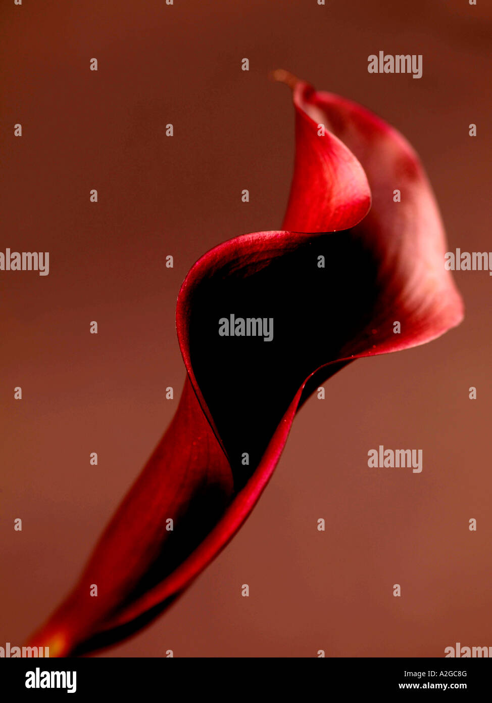 Singola immagine monocromatica di una bella Zantedeschia fiore di giglio con un unico fiore con n. di persone Foto Stock