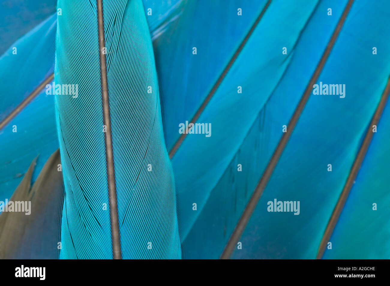 Close-up di Blue & Gold Macaw piume di coda Foto Stock