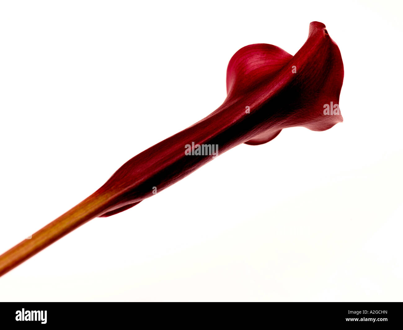 Unico Fiore Zantedeschia Bloom isolata contro uno sfondo bianco con nessun popolo e un tracciato di ritaglio Foto Stock