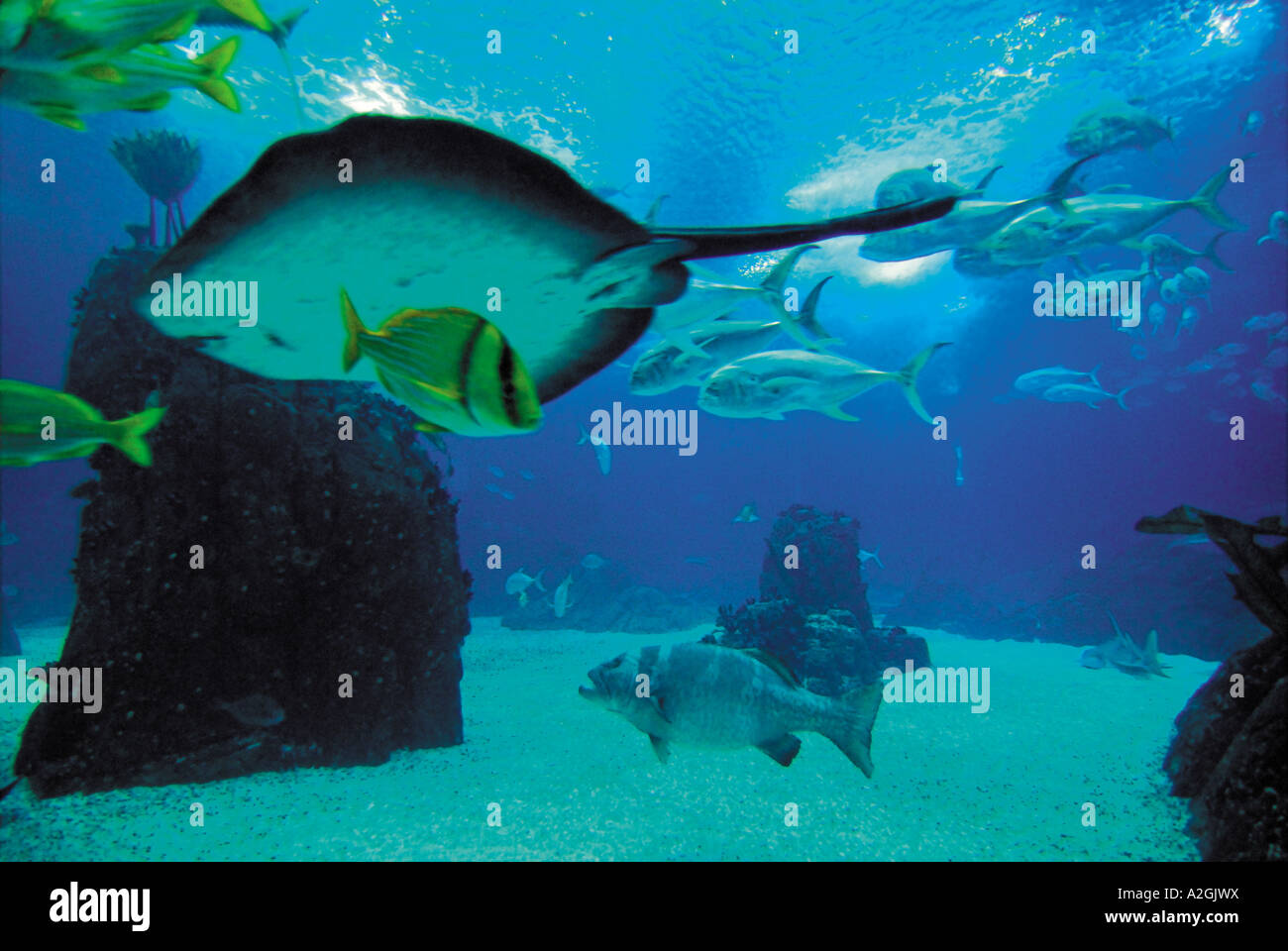 Giant Ray e pesci che nuotano nell'Oceanario, Parque das Nacoes, Expo, Lisbona, Portogallo Foto Stock