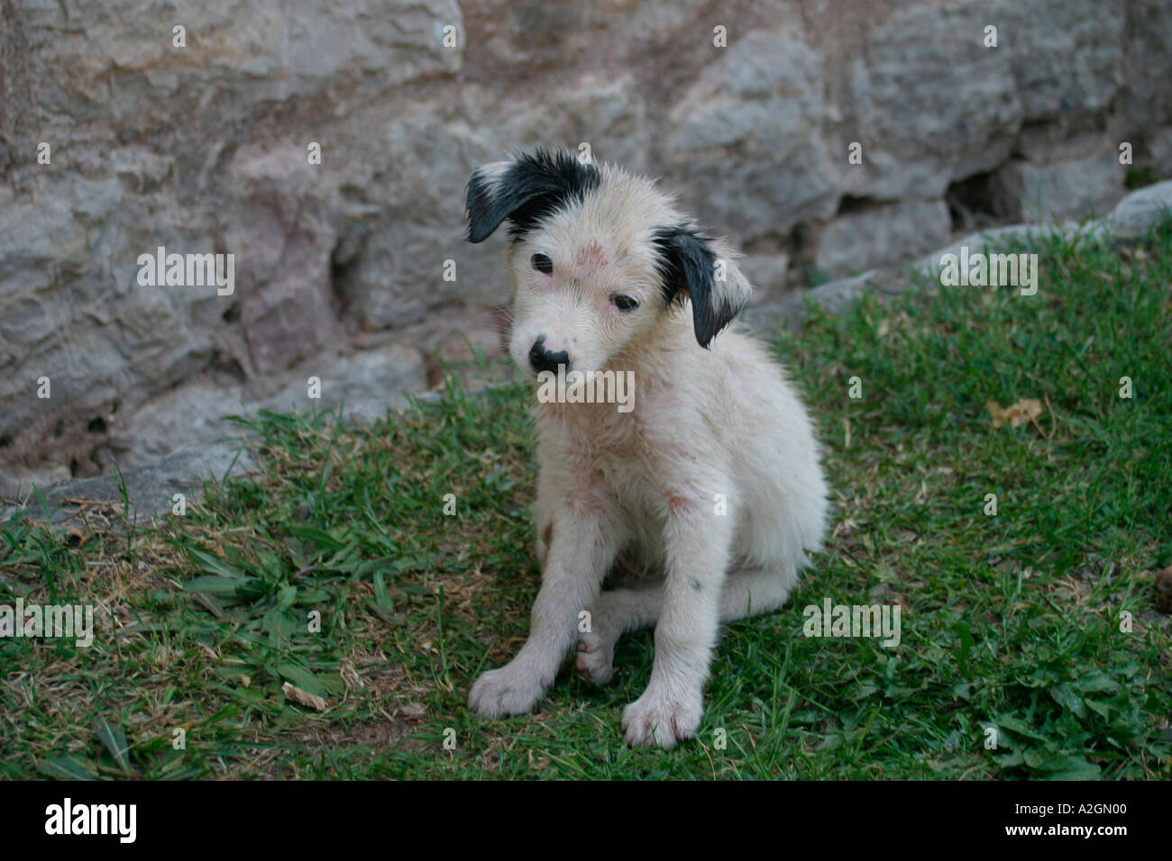 Triste infelice maltrattato Doleful puppy in Montenegro Foto Stock