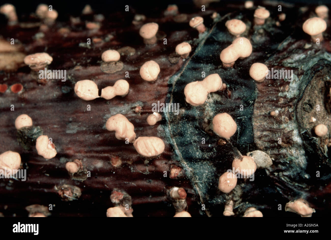 Corpi fruttiferi di spot di corallo fungo Nectria cinnabarina su legno morto Foto Stock