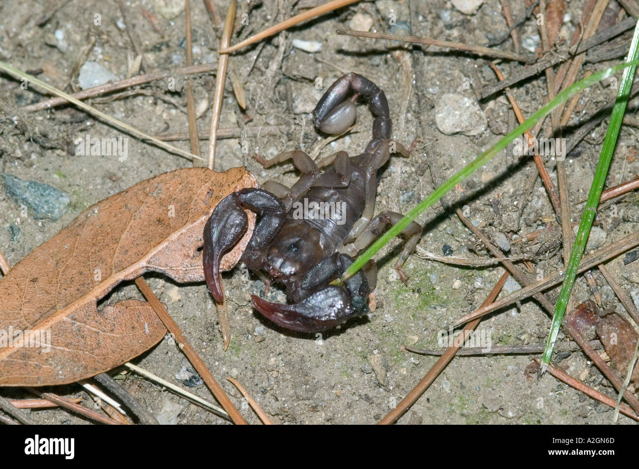 Unione scorpion Euscorpius flavicaudis adulto nella figliata di foglia in Svizzera Foto Stock