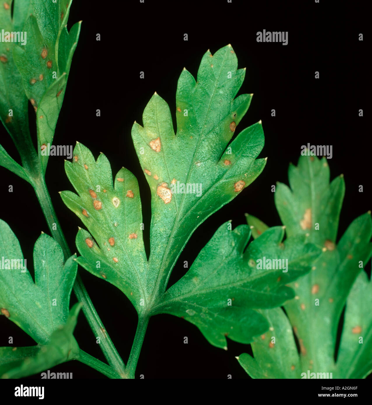 Septoria leaf spot Septoria petroselini sul piatto lasciava in foglia di prezzemolo Foto Stock