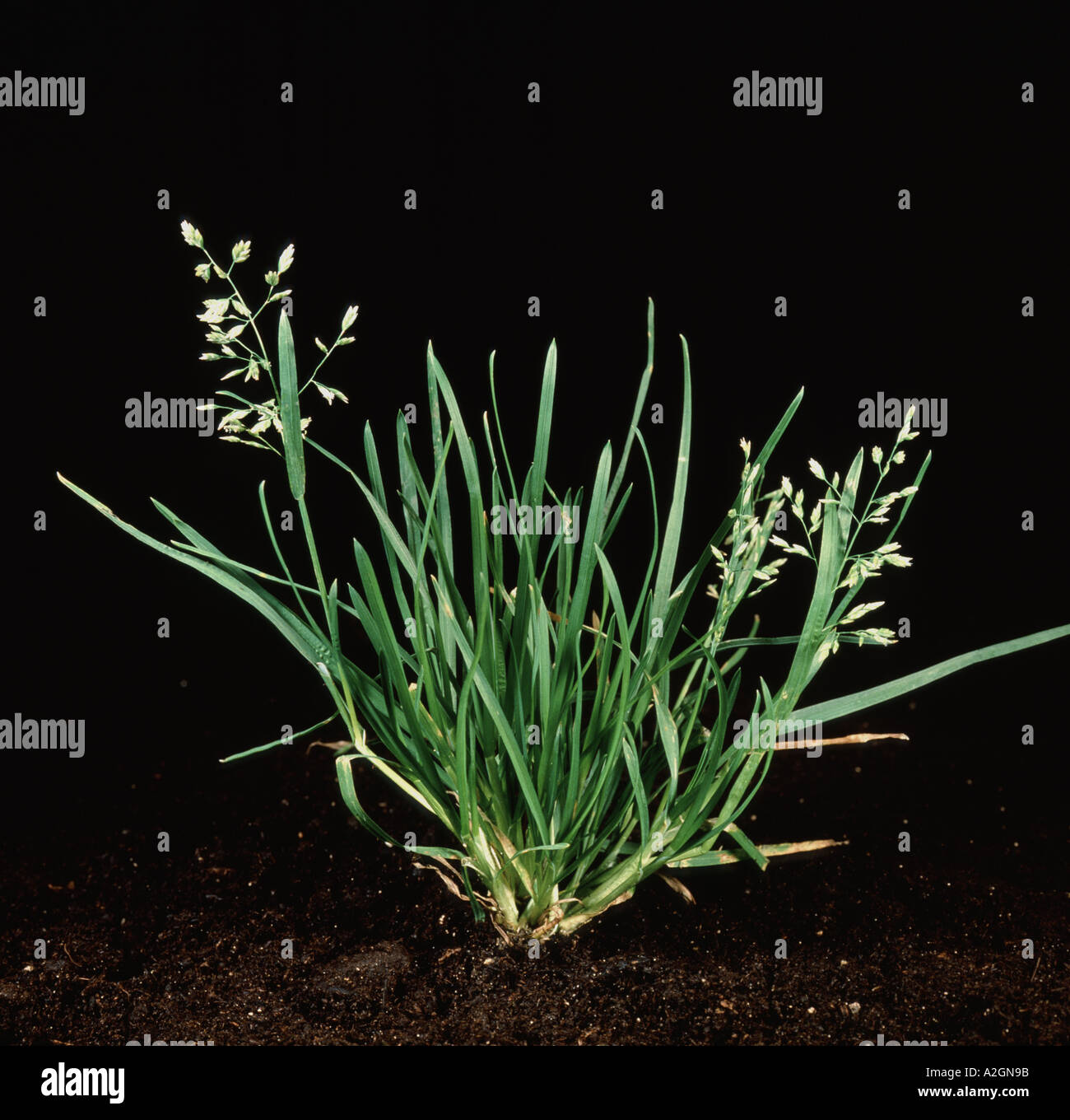 Annuale di erba di prato fioritura Poa annua su sfondo per studio Foto Stock