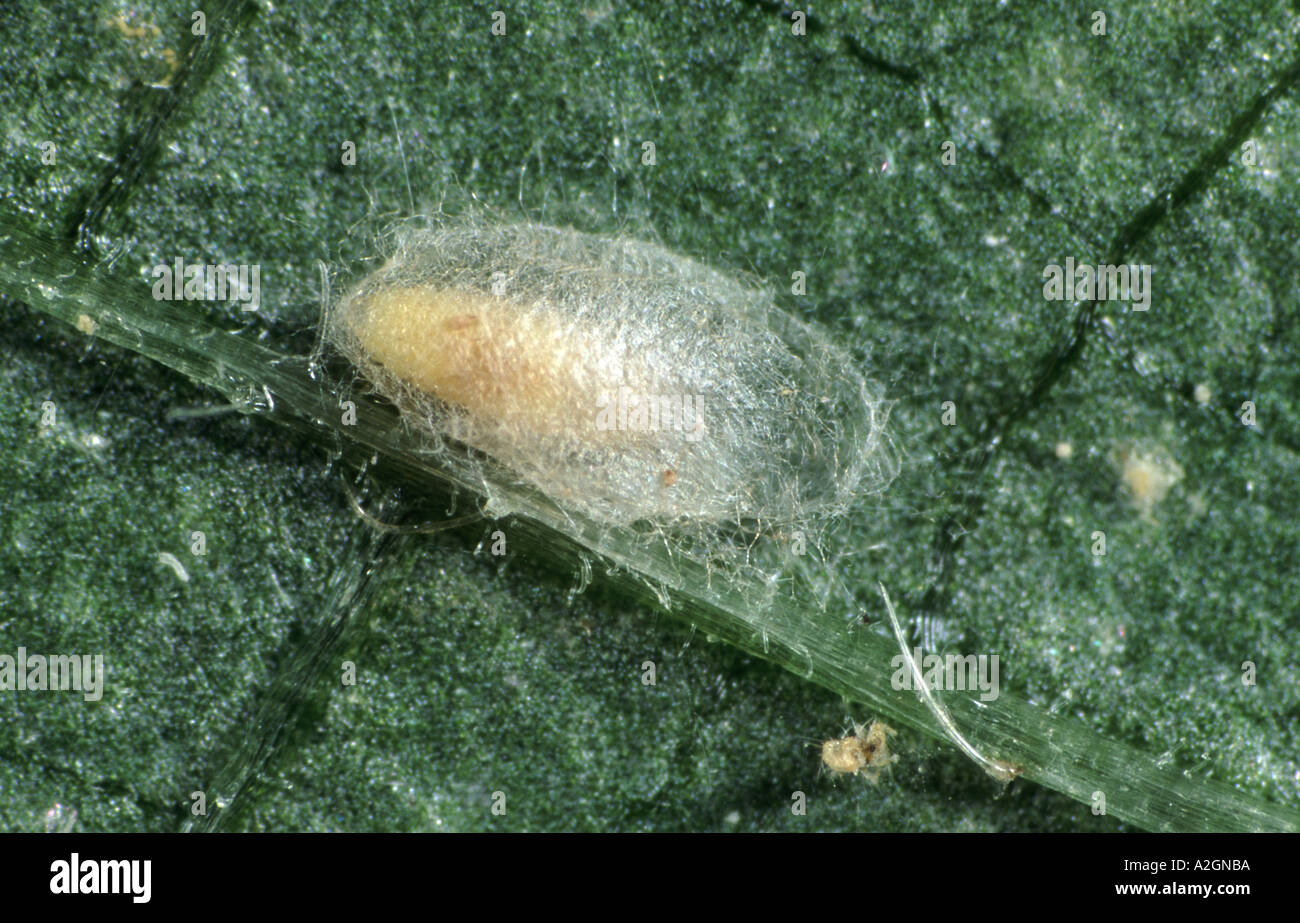 Un predatore midge pupa cocoon Therodiplosis persicae un predatore utilizzato per il controllo biologico degli acari ragno nelle colture Foto Stock