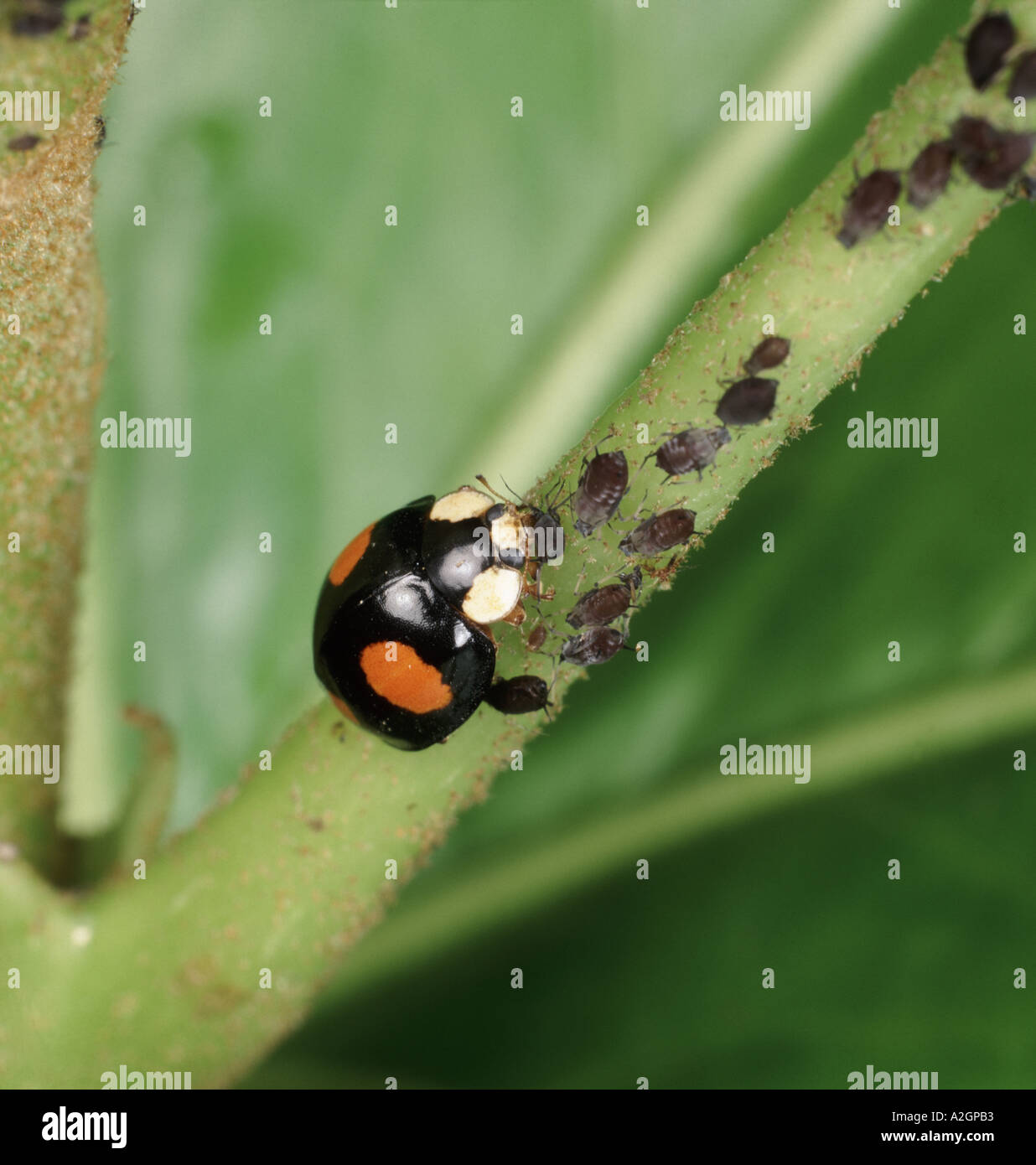 Harlequin ladybird Harmonia axyridis con colore nero alimentazione variazione su afidi questo ladybird è una minaccia per il nativo specie DEL REGNO UNITO Foto Stock