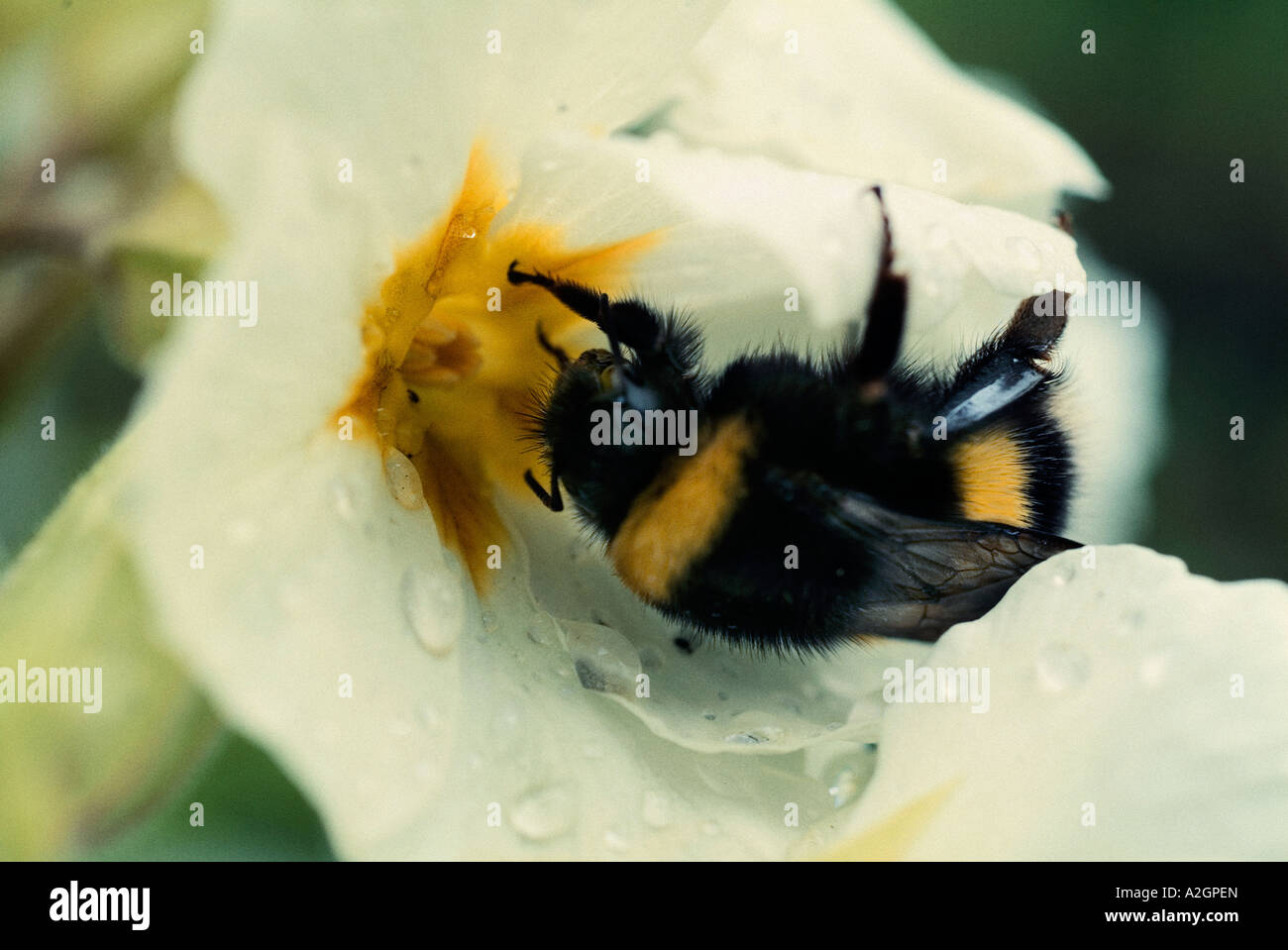 Un Bumble Bee su un fiore bianco Foto Stock