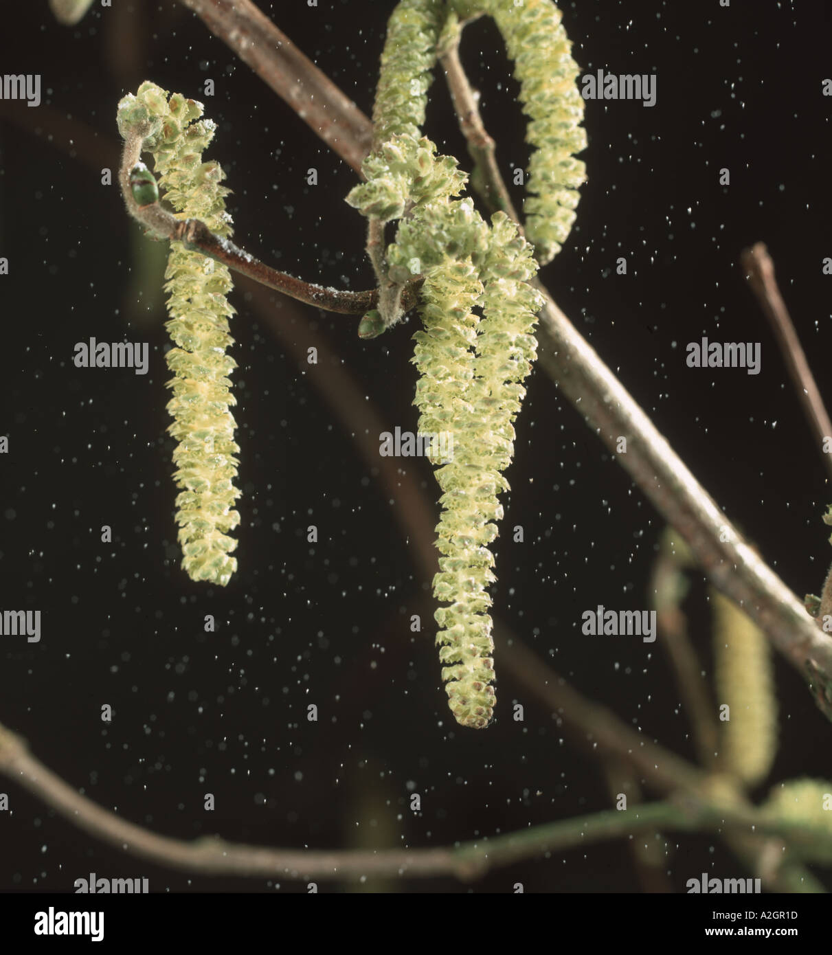 La dispersione del polline da amenti maschili sul nocciolo Corylus avellana Foto Stock