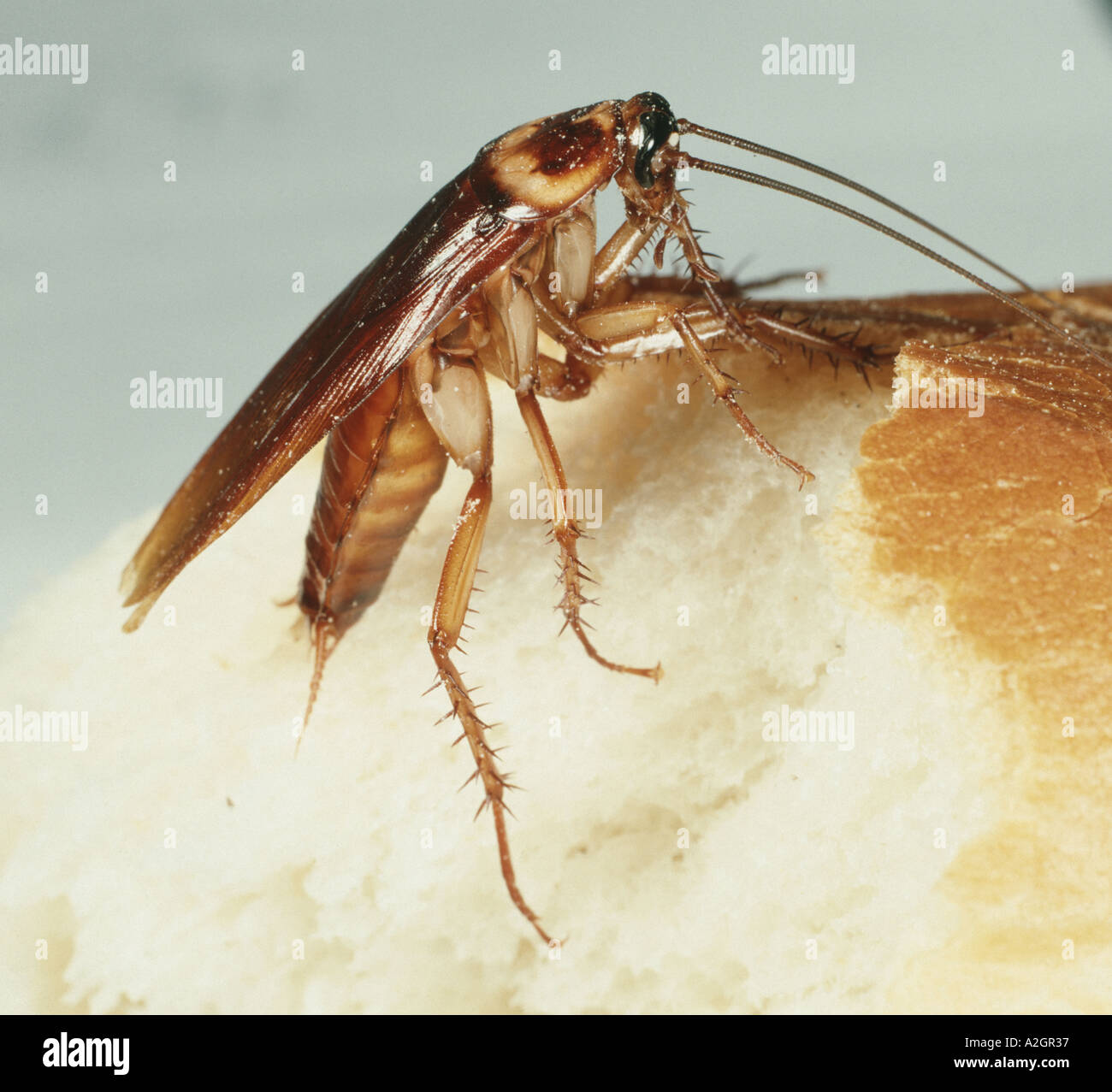 American scarafaggio Periplaneta americana sul pane scarafaggi sono un rischio per la salute pubblica Foto Stock