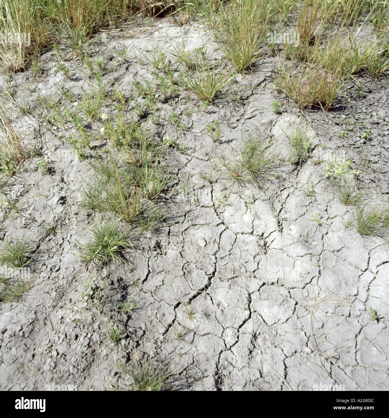 Terreno saturo di acqua asciugata e incrinato dalle alte temperature estive durante un periodo di siccità Foto Stock