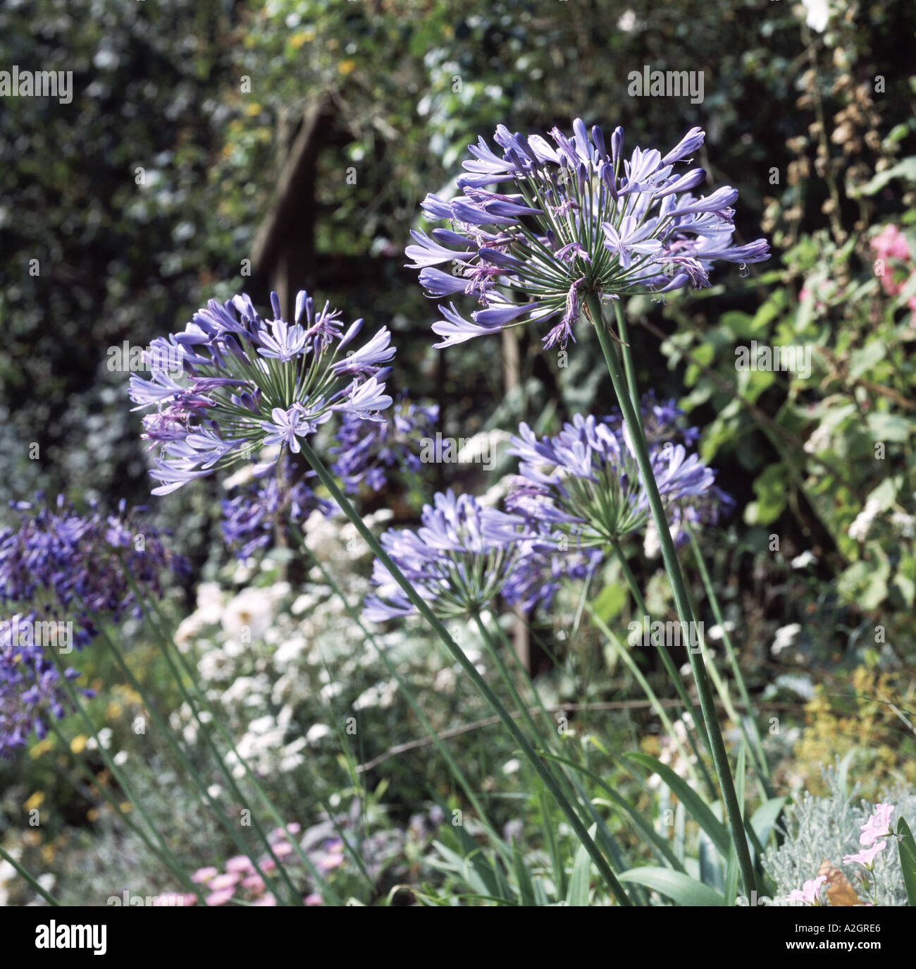 Fioritura blu Agapanthus fiori nel giardino confine a metà estate Foto Stock