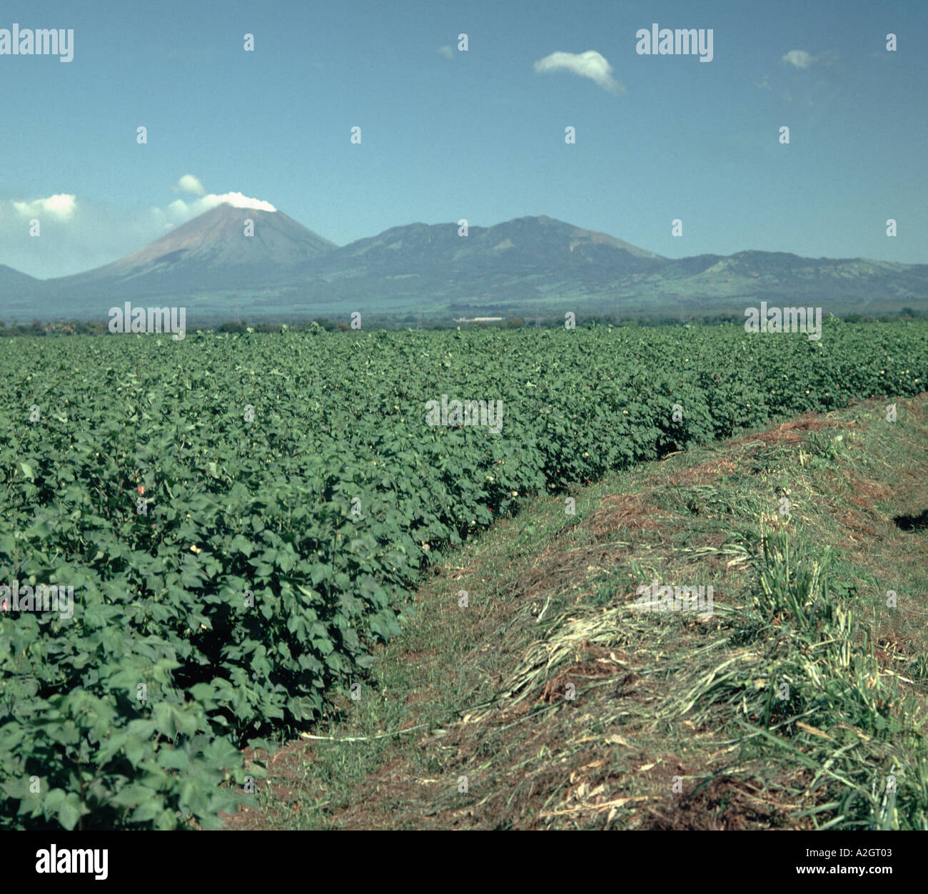 Un alto America Centrale il raccolto di cotone con bolls con un vulcano fumatori dietro in Nicaragua Foto Stock