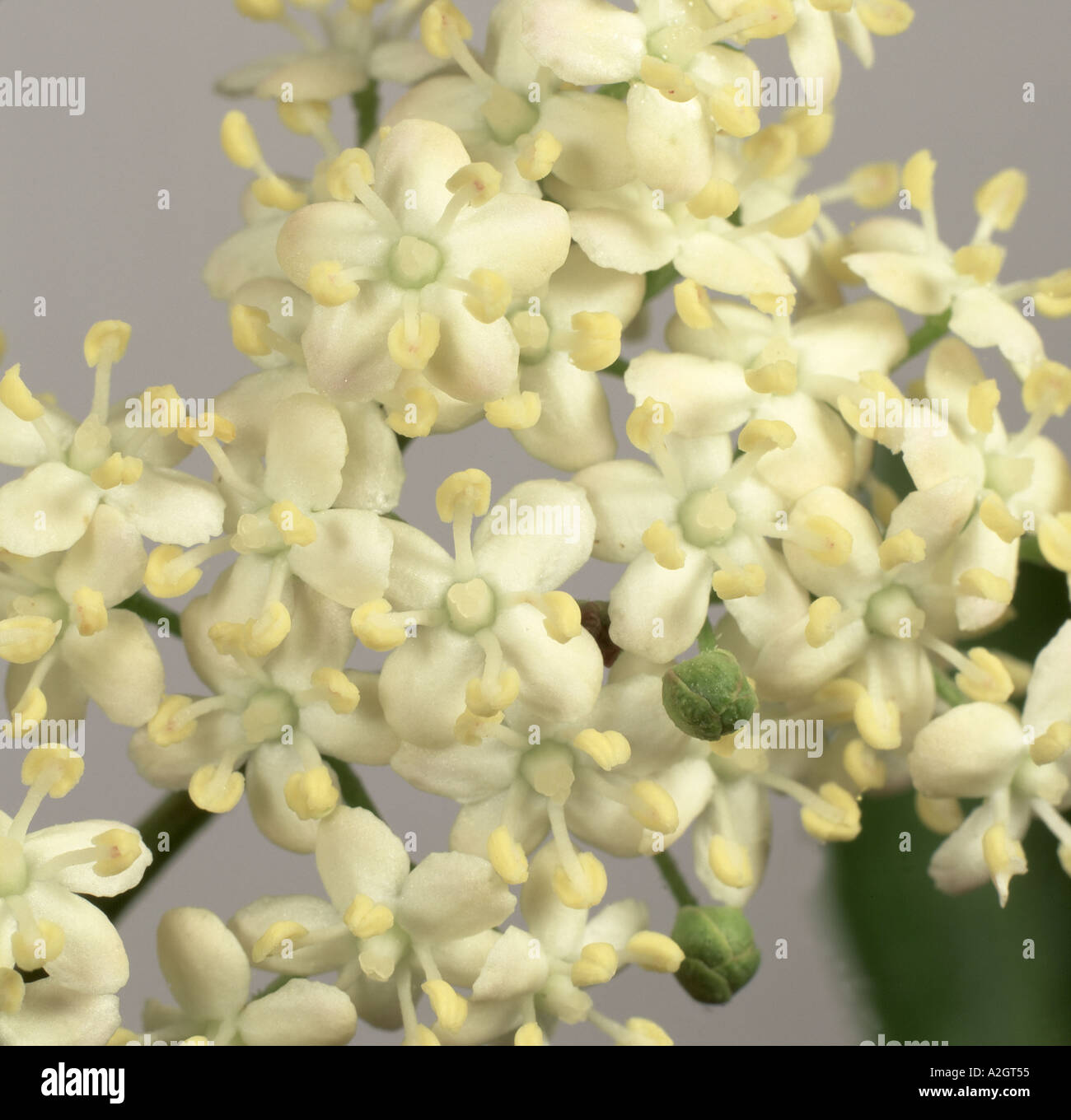 Fiori di sambuco Sambucus nigra utilizzato nella produzione del vino e bevande analcoliche rendendo Foto Stock