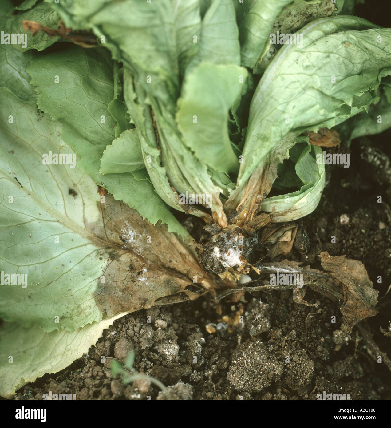 Sclerotinia rot Sclerotinia sclerotiorum sulla pianta di lattuga sotto vetro PORTOGALLO Foto Stock