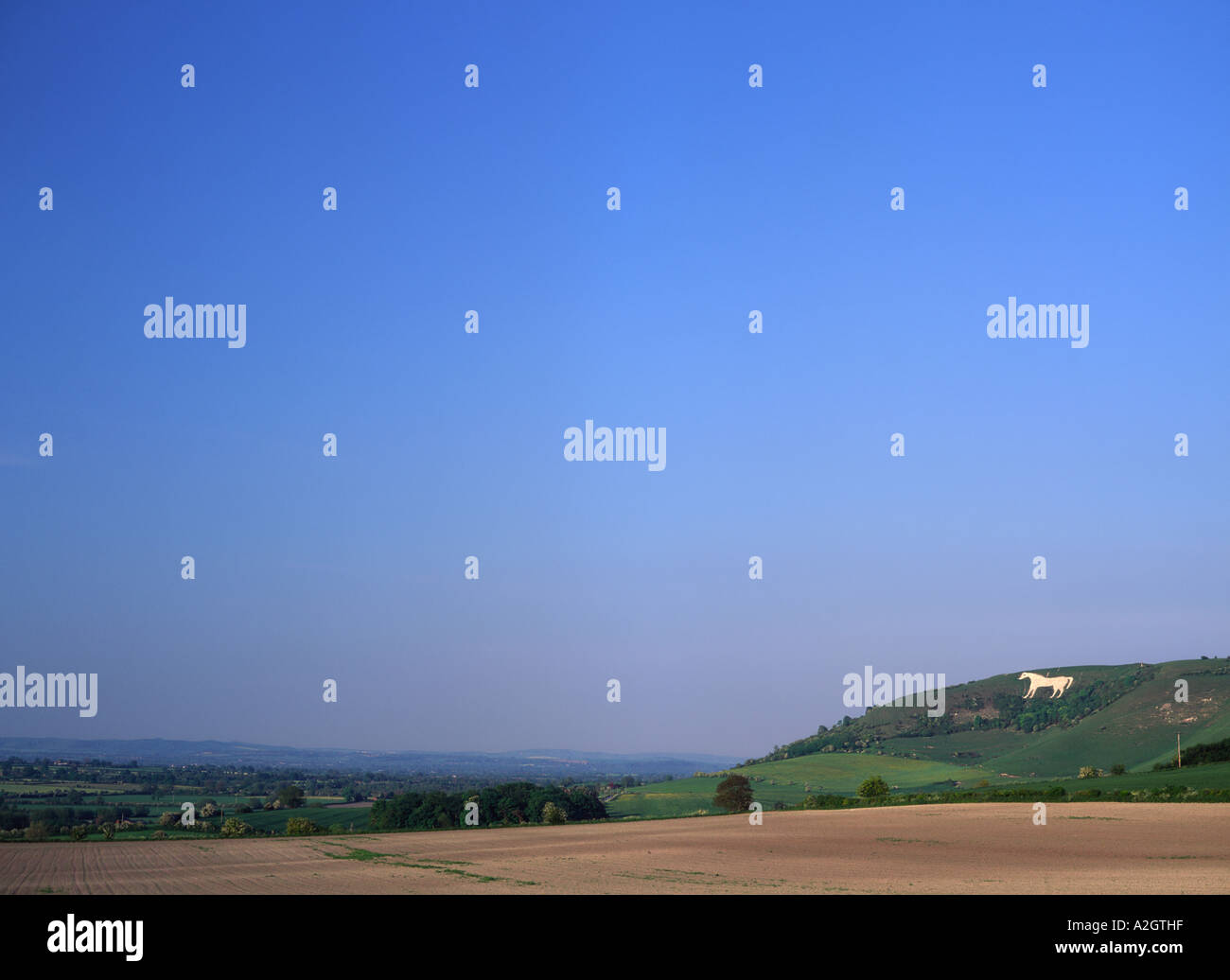 Westbury Cavallo Bianco nel Wiltshire Foto Stock