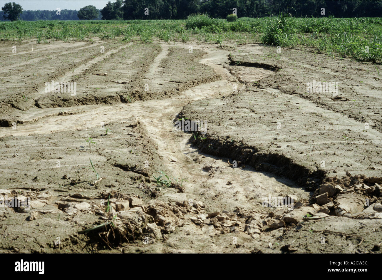 Erosione di acqua in corrispondenza del bordo del campo di mais Mississippi USA Foto Stock
