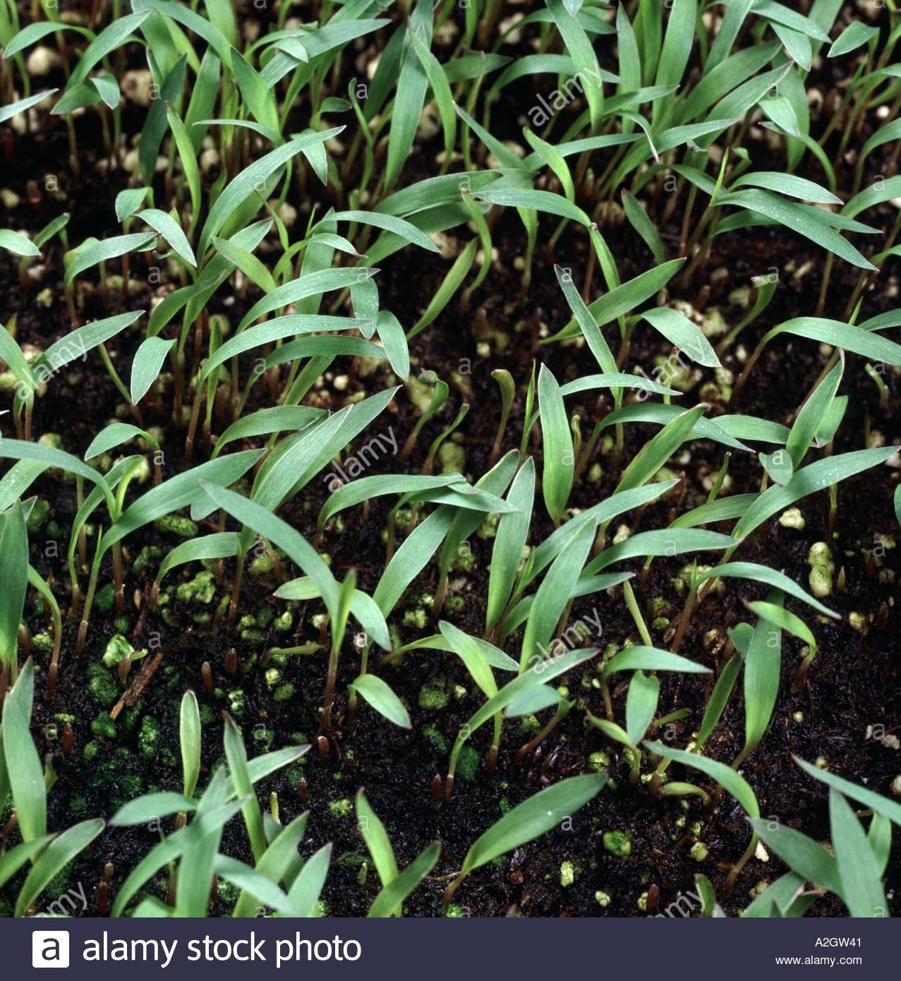 Close up di Guinea erba Panicum spp piantine Foto Stock