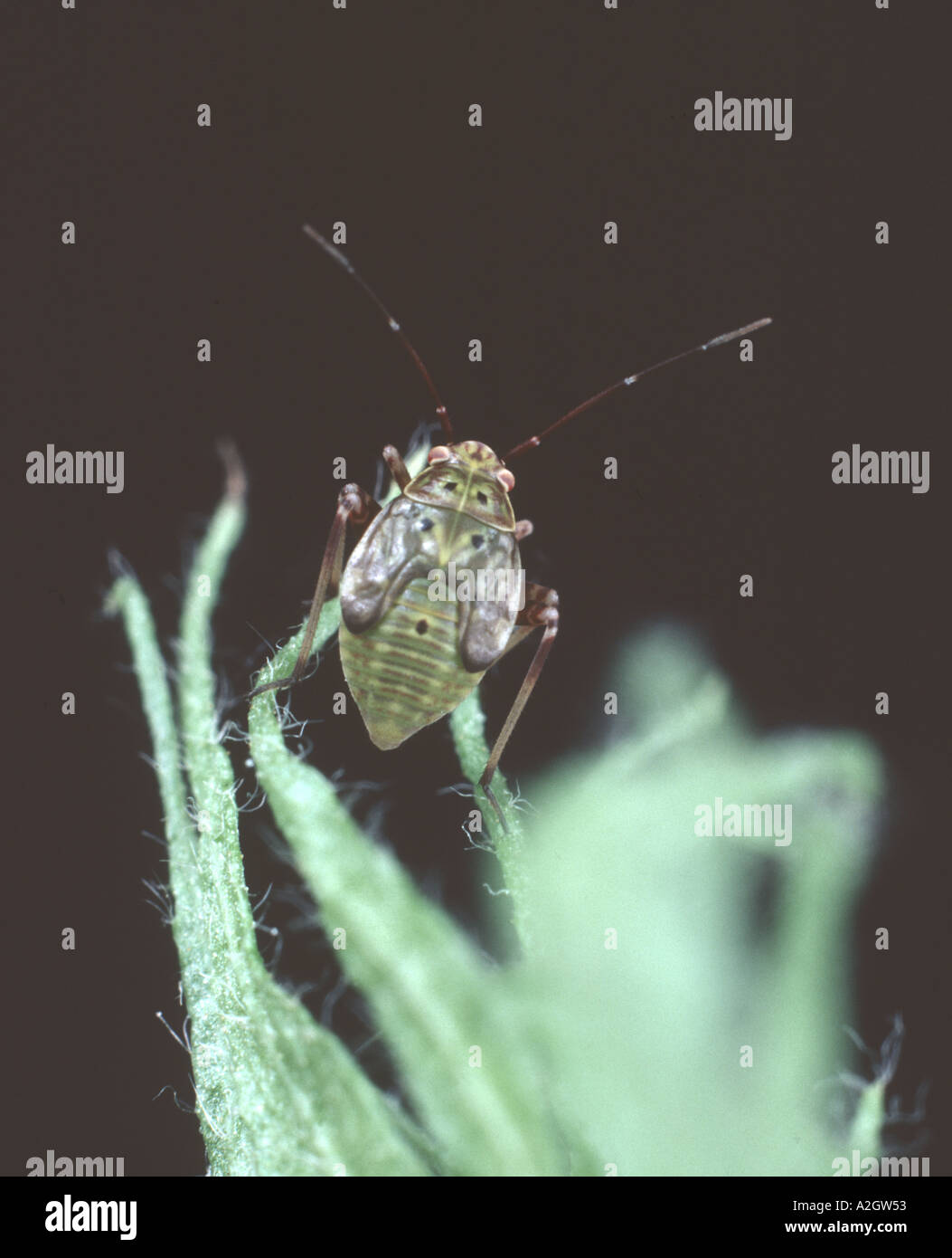 Impianto offuscata bug Lygus oblineatus ninfa su cotone Foto Stock