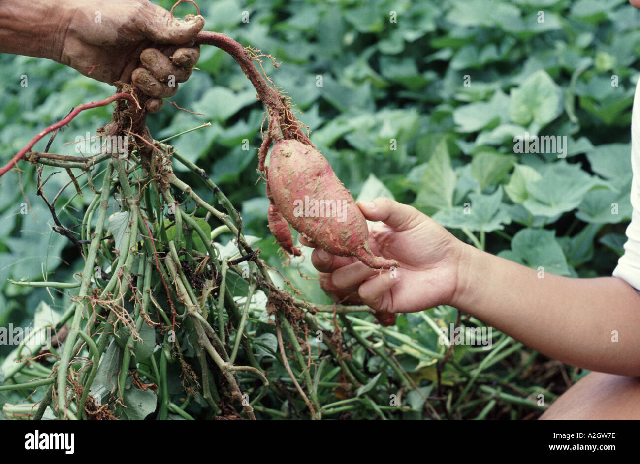 Close up della patata dolce tubero sollevato a mano Foto Stock