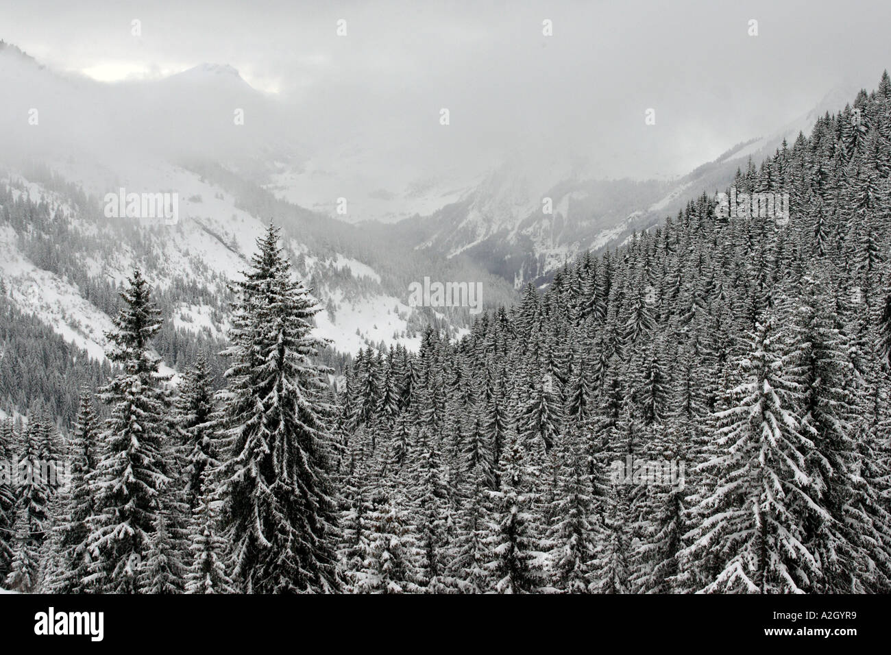 Coperta di neve alberi francesi nella località sciistica di Les Carroz nella regione della Savoia delle Alpi francesi Foto Stock
