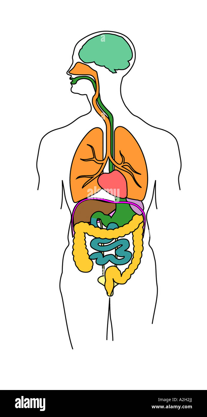 Schema anatomico che mostra cuore Polmoni fegato stomaco intestino milza vescica colon esofago e cervello Foto Stock