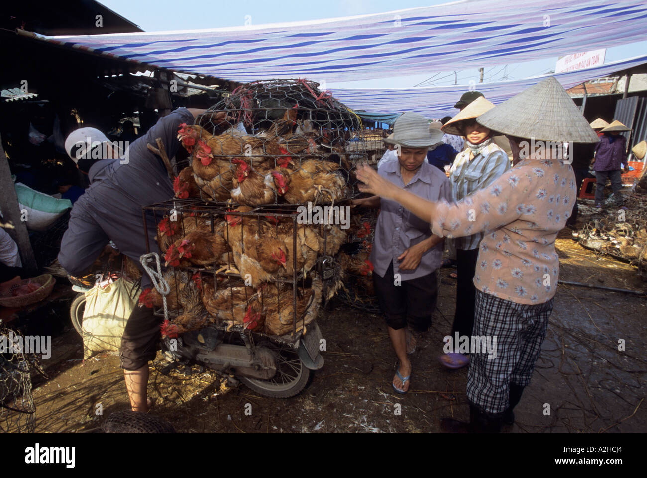 Il pollame per la vendita, Long Bien Mercato, Hanoi, Vietnam. Dalla storia di influenza aviaria in Asia. Foto Stock